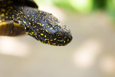 Siyah ve sarı benekli kaplumbağanın yakın çekim