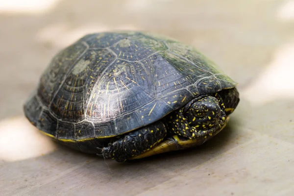 Närbild Svart Och Gulfläckig Sköldpadda — Stockfoto