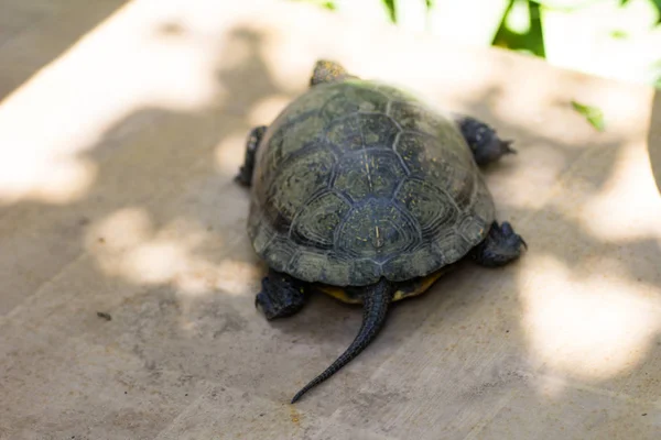 Nahaufnahme Einer Schwarz Gelb Gefleckten Schildkröte — Stockfoto