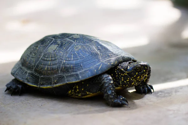 Närbild Svart Och Gulfläckig Sköldpadda — Stockfoto