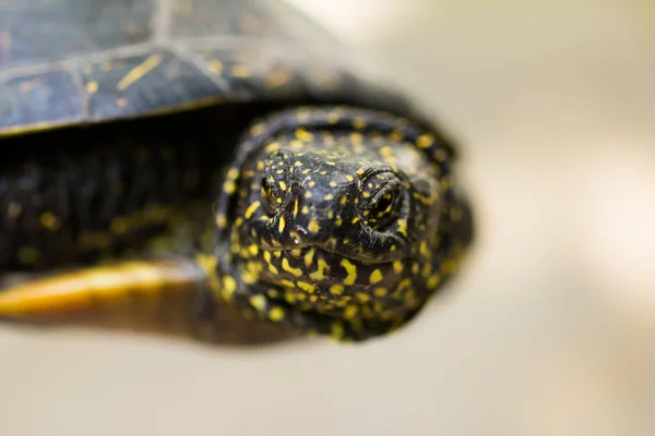 Closeup Black Yellow Spotted Turtle Stock Image