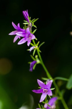 Koyu bir arka plan üzerinde küçük mor çiçekler