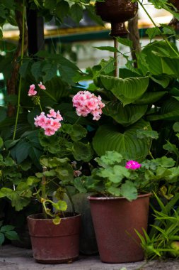 Saksı sardunyaları bahçede çiçek açar