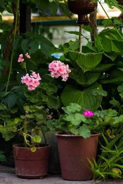 Saksı sardunyaları bahçede çiçek açar