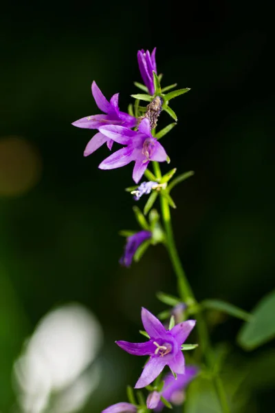 Small purple flowers on a dark background