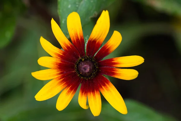 Sunny flower rudbeckia close up
