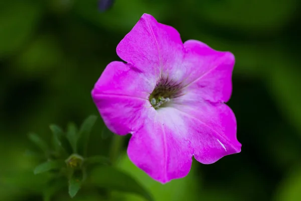 Lila Petunia Blomma Närbild — Stockfoto
