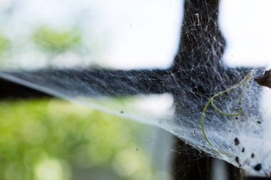 Büyük örümcek ağı arka plan için kapatın