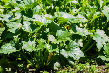 Bahçede squash çalı