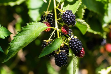 Bahçede olgun böğürtlen