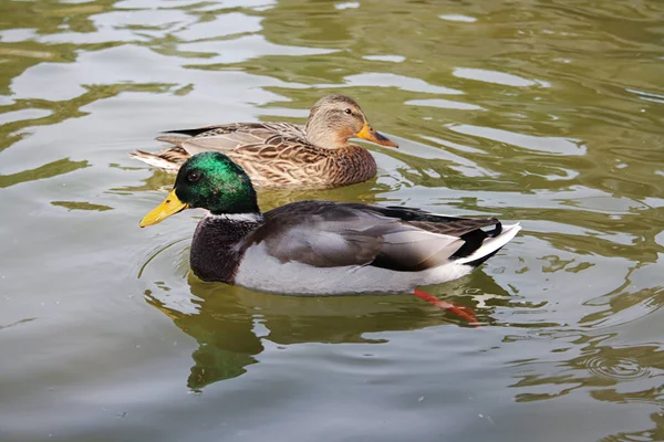 Ducks Swim Water Close — Stock Photo, Image