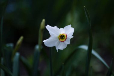 Güzel beyaz nergis koyu arkaplanda çiçek açtı.