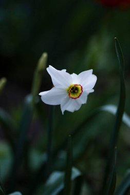 Güzel beyaz nergis koyu arkaplanda çiçek açtı.