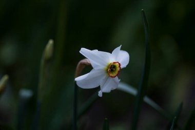 Güzel beyaz nergis koyu arkaplanda çiçek açtı.