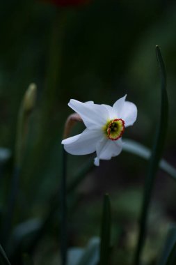 Güzel beyaz nergis koyu arkaplanda çiçek açtı.