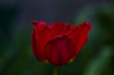 Keskin bukleli koyu kırmızı lale.