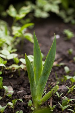 İlkbaharda topraktan yeni bir göz filizlenir.