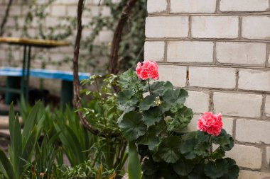 Mercan sardunya beyaz tuğla bir arka planda çiçek açar