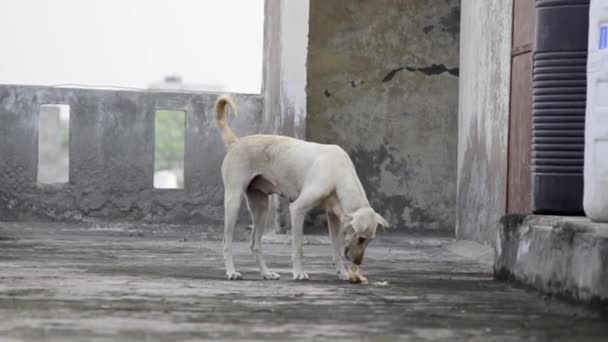 Perro Callejero Recogiendo Comida Pan Alejándose — Vídeos de Stock