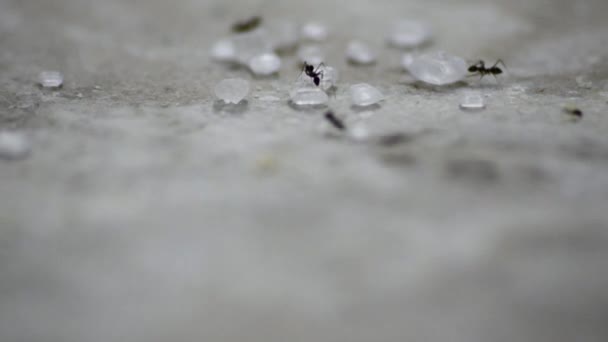 Makroaufnahme Von Ameisen Die Zuckerwürfel Essen Drei Schüsse Einem — Stockvideo