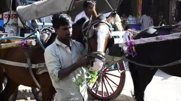 Horse Rider Feeding Horse Street City Jodhpur Rajasthan India Daylight — Stock Video