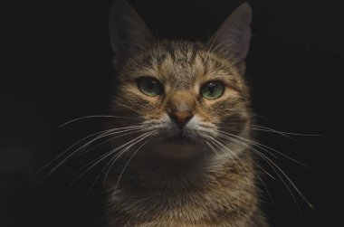 Kedi portre düşük anahtar