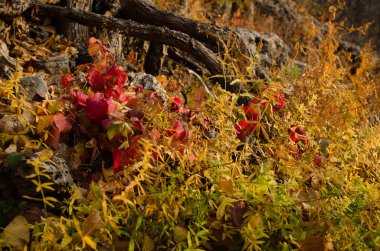 ağaçlar, nehir yakınındaki kaya. Sonbahar