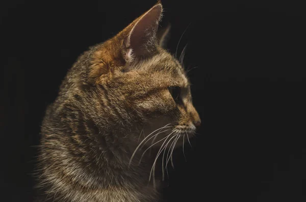 Retrato Gato Chave Baixa — Fotografia de Stock