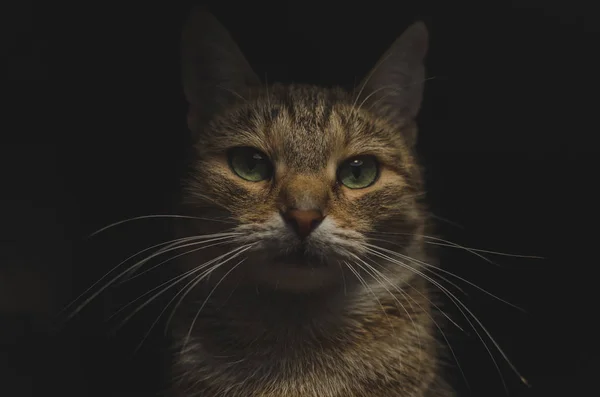 Retrato Gato Chave Baixa — Fotografia de Stock