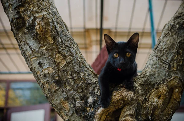 Kot Portret Drzewie — Zdjęcie stockowe