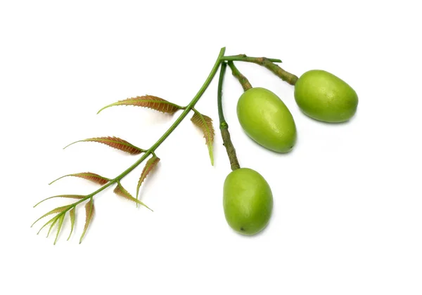 Foglie Neem Alle Erbe Frutta — Foto Stock