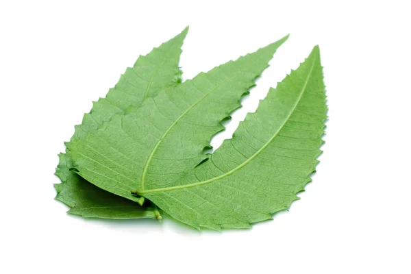 Herbal Eem Leaves White Backgrond — Stock Photo, Image