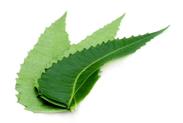 Ayurvedic Neem Leaves White Background Stock Image