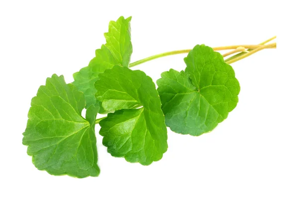 Medicinal Thankuni Hojas Sobre Fondo Blanco —  Fotos de Stock