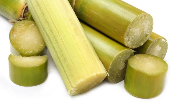 Piece Sugarcane White Background — Stock Photo, Image