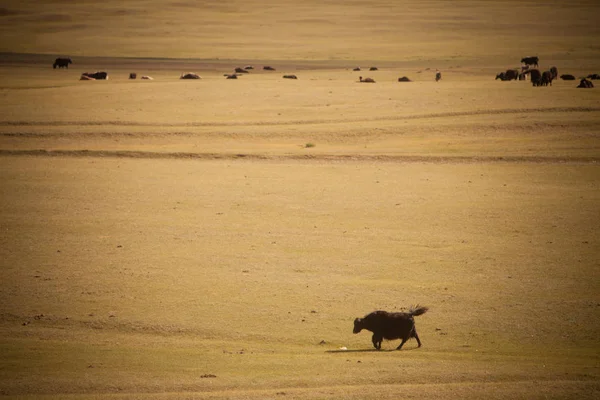 Color Image Yak Meadow Mongolia — Stock Photo, Image