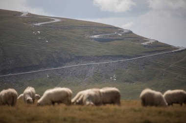 Virajlı dağ yolunda ön planda bazı koyun ile renkli görüntü.