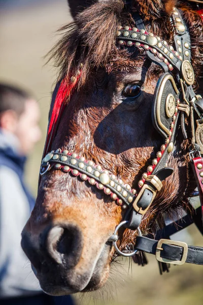 Afbeelding Van Kleuren Van Een Paard Met Ingerichte Teugels — Stockfoto