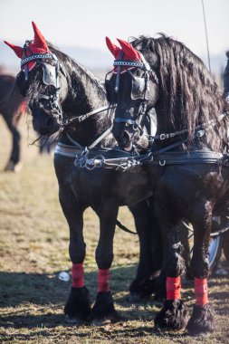 İki atı atı ile dekore edilmiş dizginleri renkli görüntü.