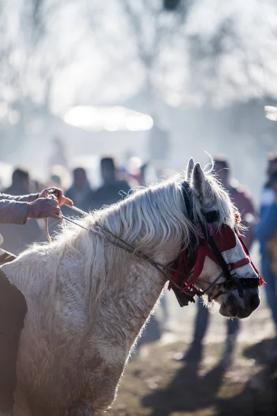 Immagine Colori Cavallo Con Redini Decorate — Foto Stock