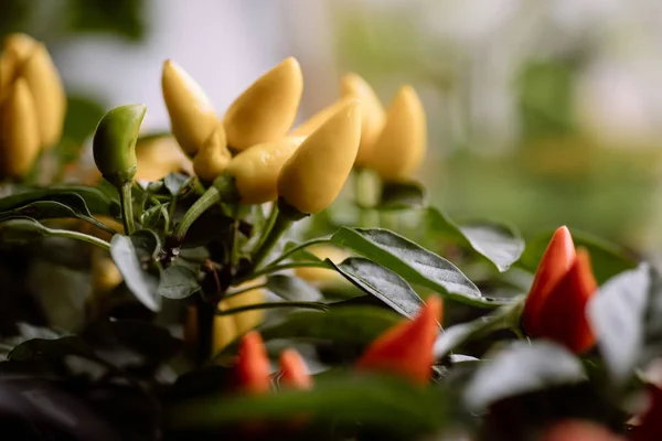 Detalle Color Algunos Chiles Amarillos — Foto de Stock