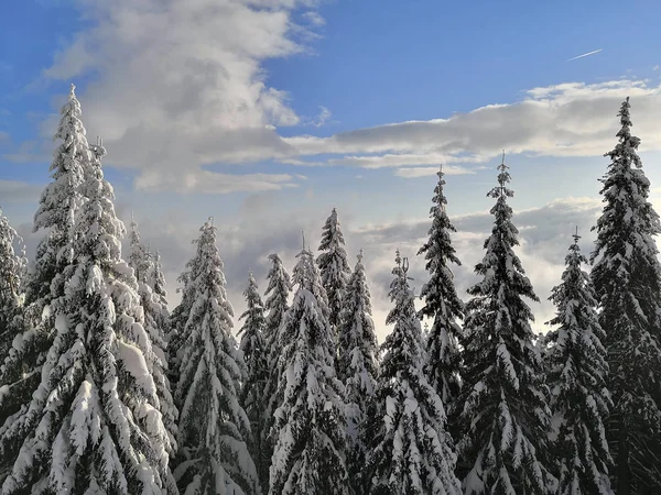 Kolorowy Obraz Niektórych Drzew Śniegu — Zdjęcie stockowe