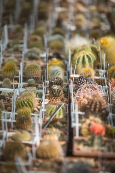 Many cactuses in a greenhouse — Stock Photo, Image