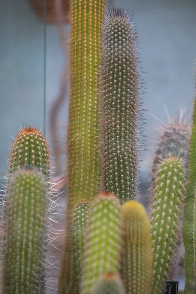 Many cactuses in a greenhouse — Stock Photo, Image