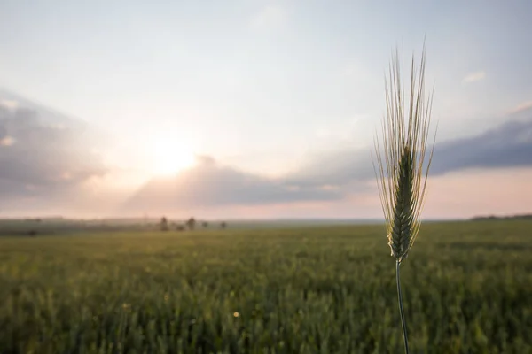 Grüner Weizen auf einem Feld bei Sonnenuntergang — Stockfoto