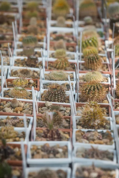 Many cactuses in a greenhouse — Stock Photo, Image