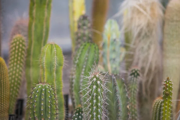 Many cactuses in a greenhouse — Stock Photo, Image