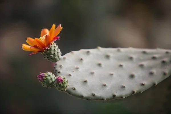 Opuntia cactus with blooming flowers — Stock Photo, Image