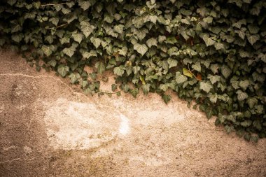 Sarmaşık duvara tırmanıyor