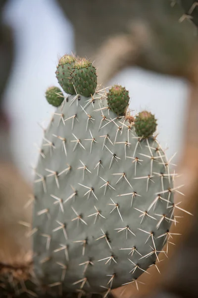 Opuntia cactus with blooming flowers — Stock Photo, Image